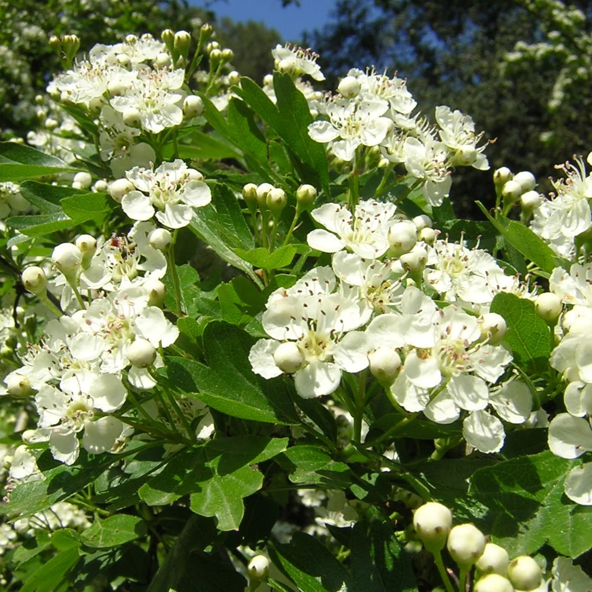 Crataegus Flower Seeds for planting in home garden